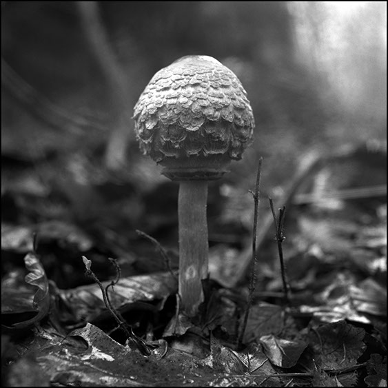 macrolepiota procera